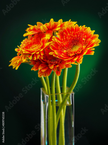 Stunning red and yellow germini gerbera flower bouquet in a square glass vase on dark and green background. Creative nature studio shot. Sun like flowers. Abstract art. photo