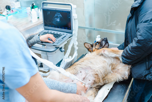 Dog having ultrasound scan in a vet clinic. Veterinarian. A pregnant dog is examined in an animal hospital.