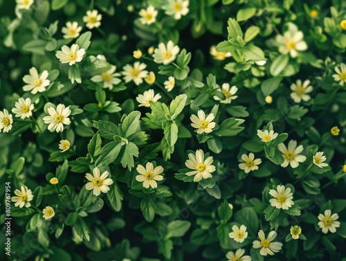 A field of yellow flowers with green leaves photo