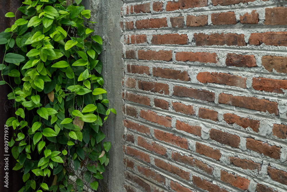 wall with ivy wall with ivy