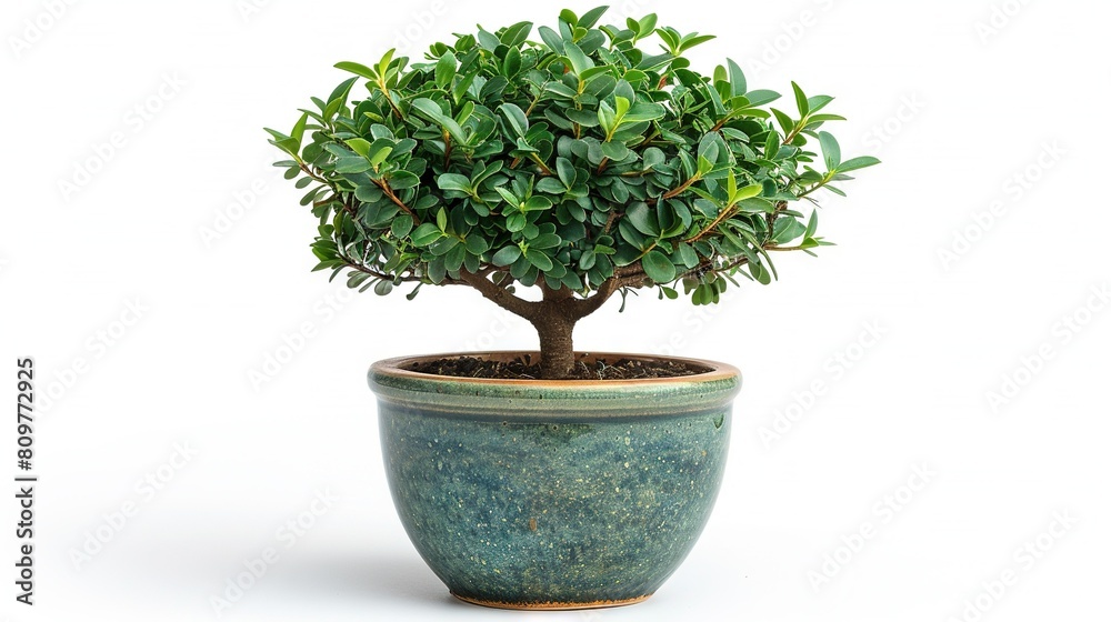 Small tree in green pot on white background with clipped pot top Small tree in green pot on white background with clipped pot top