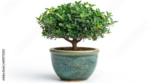   Small tree in green pot on white background with clipped pot top