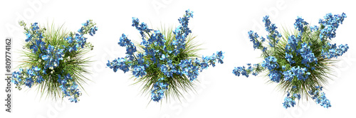 Top view flower grass ornamental gardening on transparent background 3d rendering png