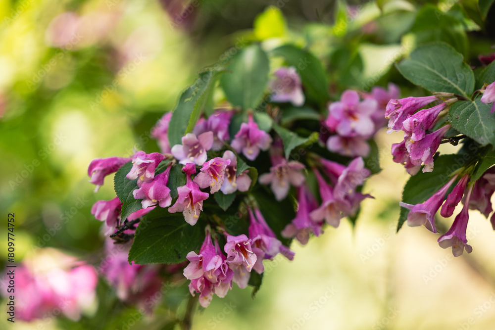 Naklejka premium Close view of a branch with pink flowers