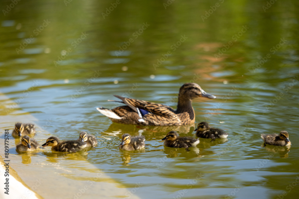 Mother duck with her ducklings is swimming in the lake Mother duck with her ducklings is swimming in the lake