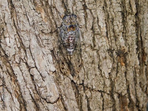 A cicada mordoganensis or orni, on a tree, in Attica, Greece, at summertime