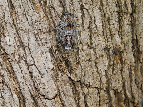 A cicada mordoganensis or orni, on a tree, in Attica, Greece, at summertime photo