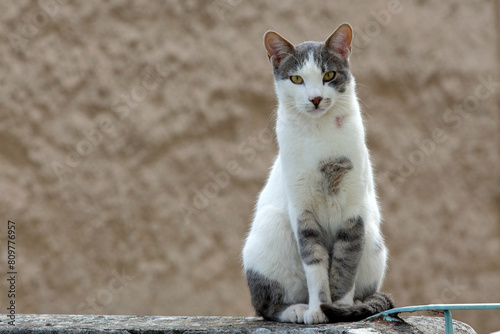 close up portrait of a cat standing on a stone fence,  looking serius the camera, against brown background. selective focus photo