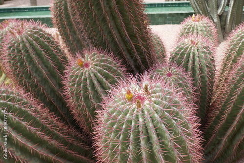 cactus plants 