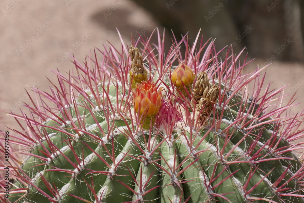 cactus plants 