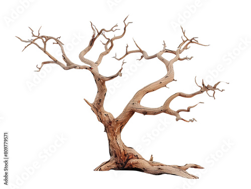 Dry branch of dead tree isolated on transparent background