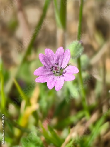 flower in the garden