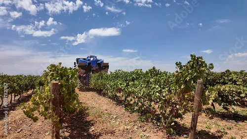 Riebeek West, Western Cape, South Africa. 05.03. 2024. Mechanical grape picking machine woorking between vines in the Swartberg area close to Riebeek West, South Africa. photo