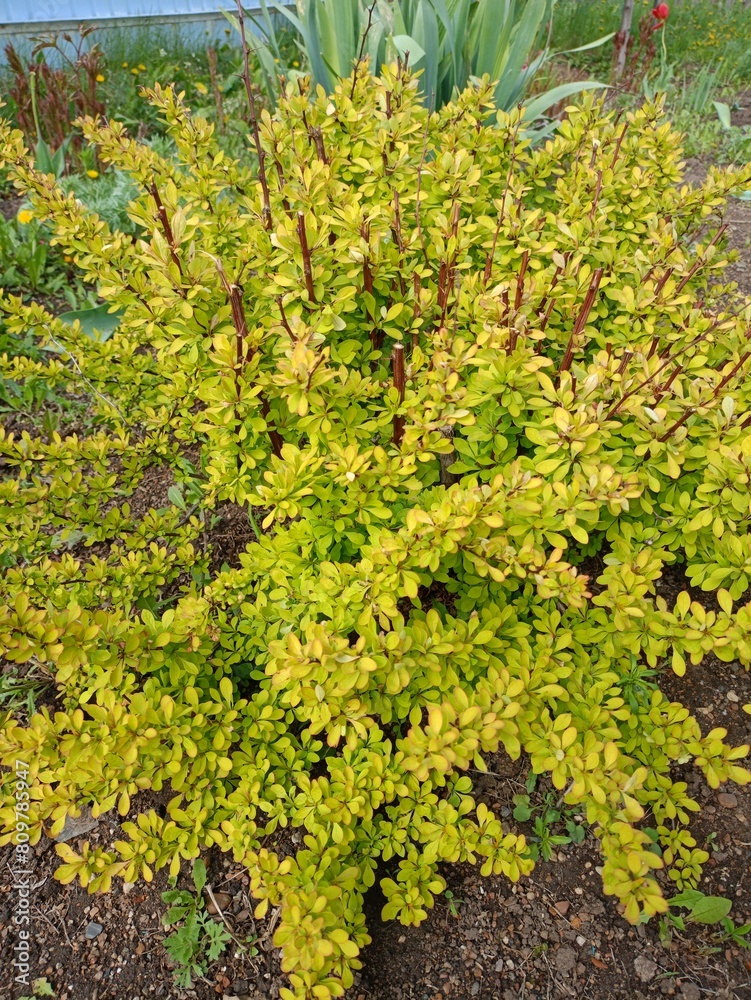green and yellow barberry bush green and yellow barberry bush