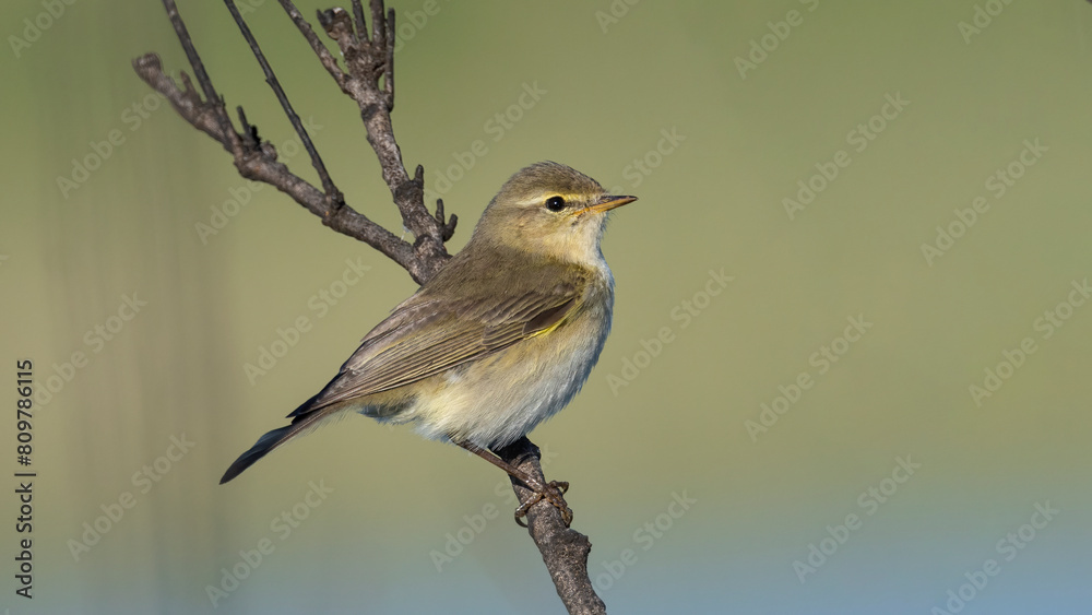 Fototapeta premium Common Chiffchaff