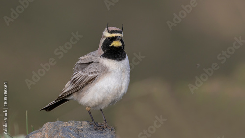 Horned Lark penched on a rock. photo