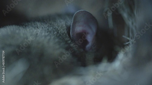 packrat sleeps in its nest (close up)  photo