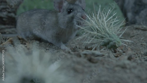 packrat with a piece of a cactus; slow-m. photo