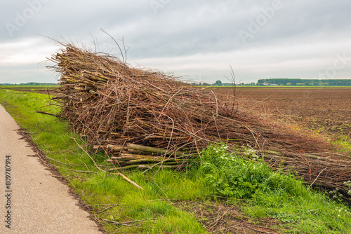 Large pile of pruned willow branches on the verge of a country road waiting for further transport. The photo was taken on a cloudy spring day in the Dutch province of North Brabant.