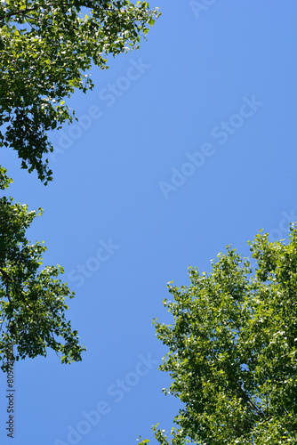 Candadian poplar branches against blue sky photo