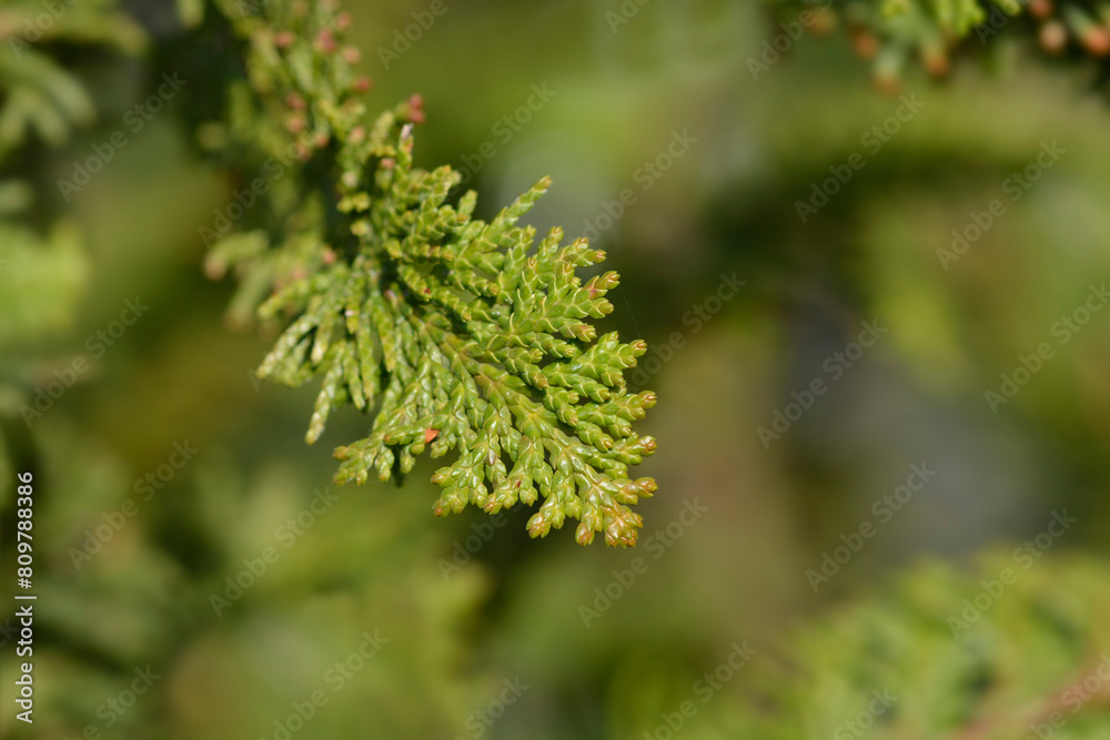 Hinoki cypress Dilatush branches Hinoki cypress Dilatush branches