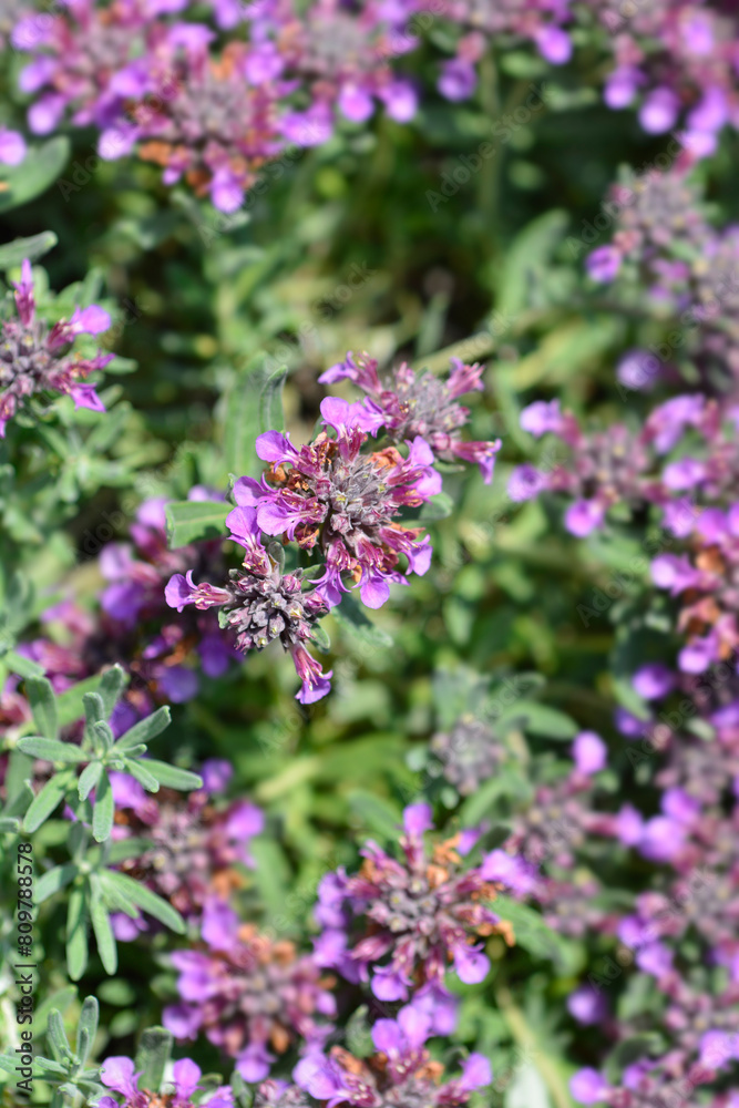 Fototapeta premium Germander hybrid flowers