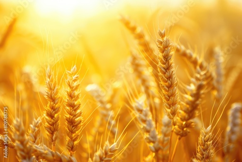 golden wheat ears. Harvest concept. Endless wheat field