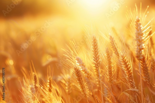 golden wheat ears. Harvest concept. Endless wheat field