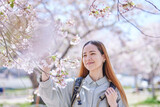 春の花見を楽しむ女性インバウンドバックパッカー
