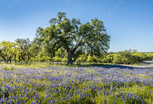 Beautiful spring landscape in Texas with a meadow full of blue bonnet wildflowers under a blue sky photo