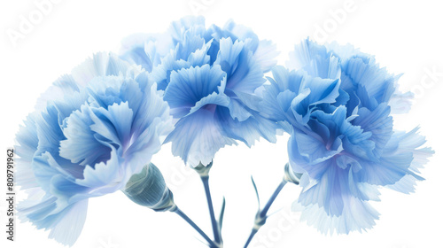 Bright blue carnation flowers grouped together to form an elegant bouquet © Rajesh