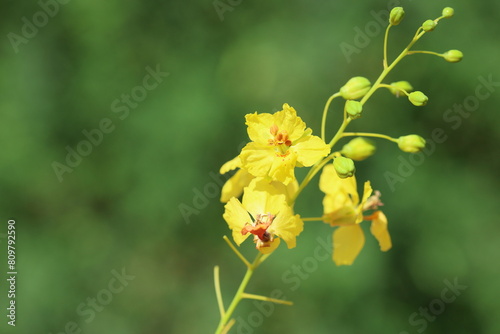 Parkinsonia aculeata is a species of perennial flowering tree in the pea family, Fabaceae photo