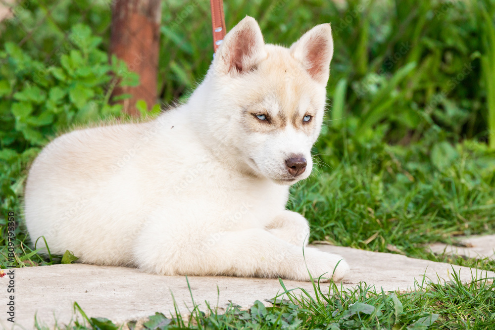 A beautiful Husky Alaskan Malamute Siberian pomsky puppy in the park lies on the green grass A beautiful Husky Alaskan Malamute Siberian pomsky puppy in the park lies on the green grass