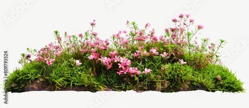 bush decorative landscape design isolated on white background