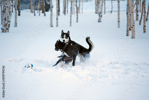 Two dogs on the snow in the winter forest in Noyabrsk. Vintage style. photo