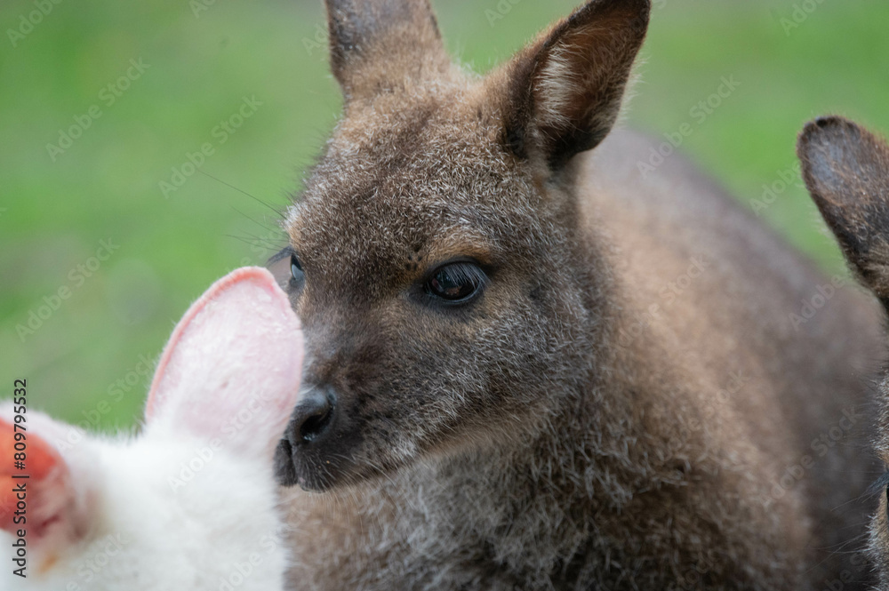 Känguru