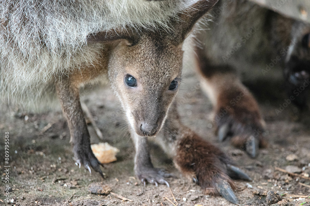 Fototapeta premium Känguru