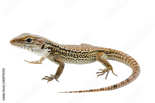 lizard isolated on white background