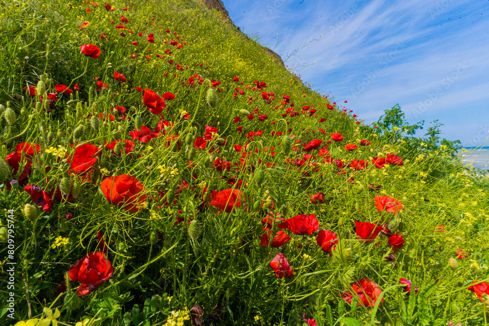 red poppy field red poppy field