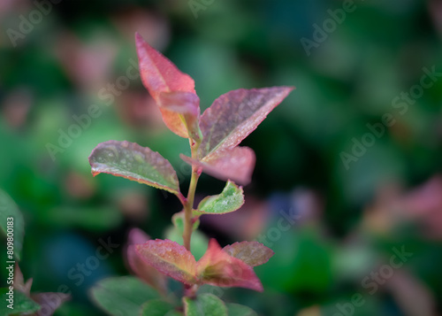 Close up of pink and green leaves