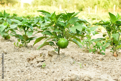 View of a bell pepper bush on the branches of which the green pepper fruit ripens.