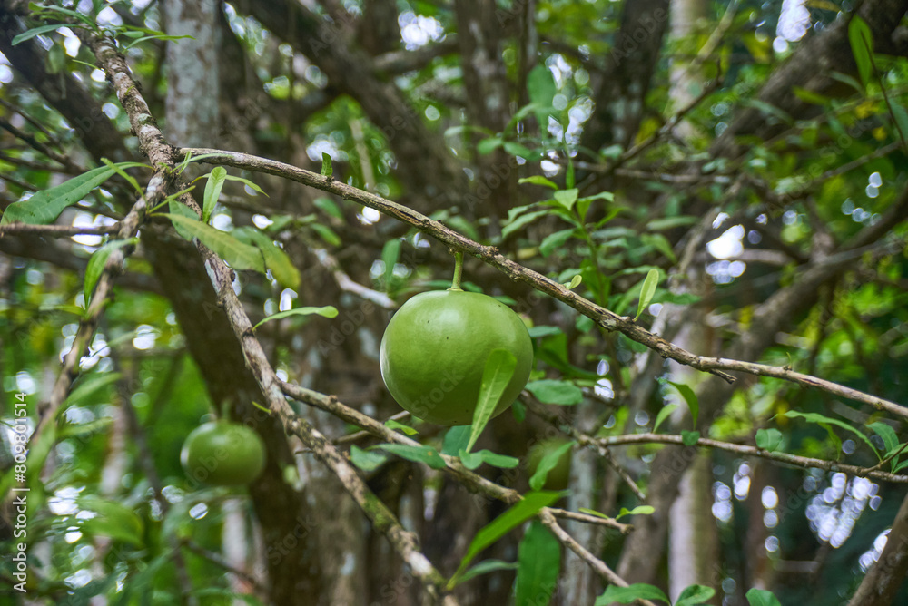 Crescentia cujete fruit with a natural background. Also called Calabash tree or mojo.