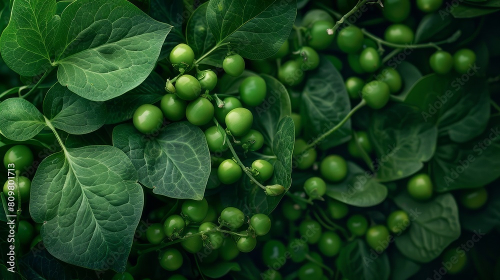 Fresh Green Peas and Leaves Texture. Fresh Green Peas and Leaves Texture.