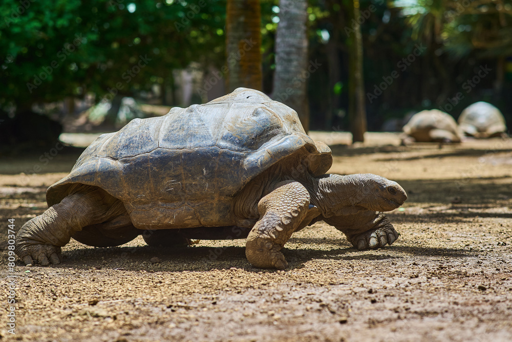 Aldabra giant tortoises endemic species - one of the largest tortoises ...