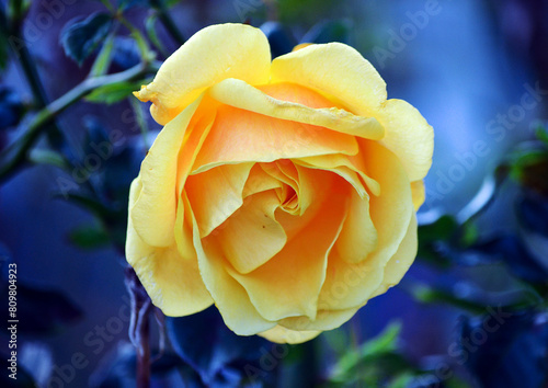 Yellow Rose photo