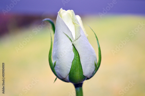 White Rose photo