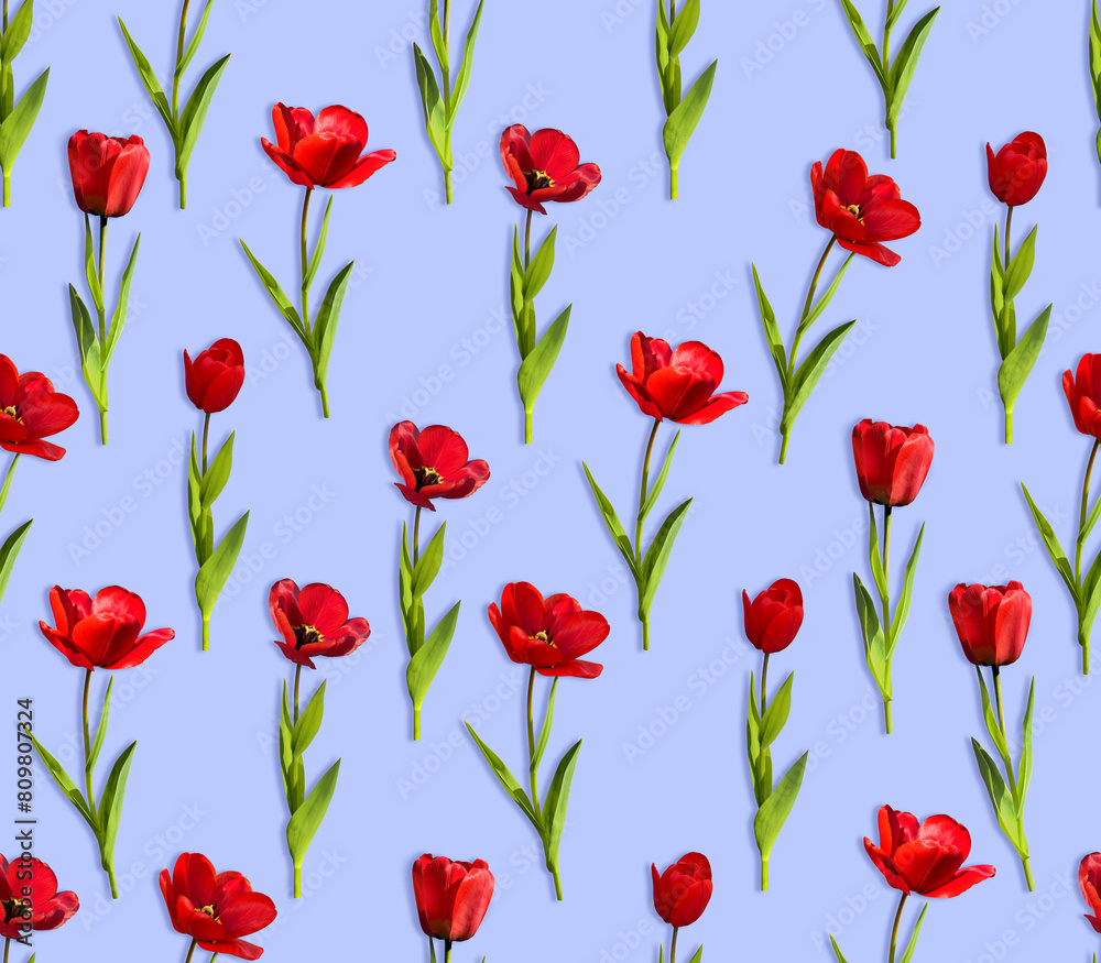 Naklejka premium Set of red tulips isolated on blue background seamless pattern