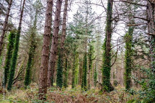 The forest at Murvagh in County Donegal, Ireland