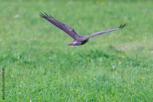 A buzzard flies low over the meadows in Siebenbrunn near Augsburg © were