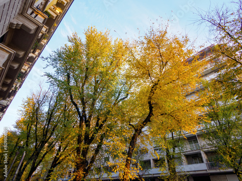 Trees and residential buildings along via Emanuele FIliberto in Milan photo